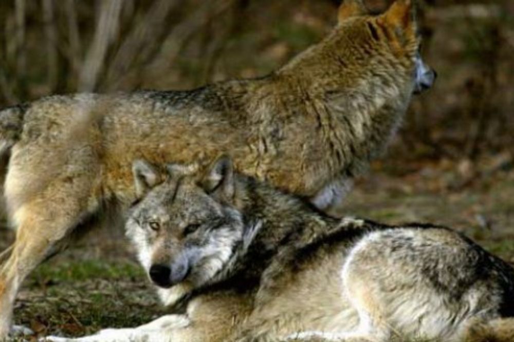 Lovački savez: Na napade vukova uticala suša