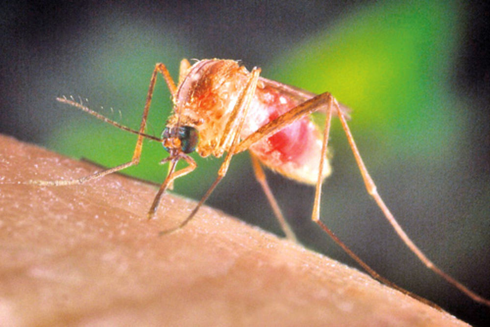 Virus zapadnog Nila otkriven kod domaćeg komarca