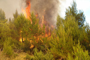 Izgorelo skoro 10.000 hektara šume