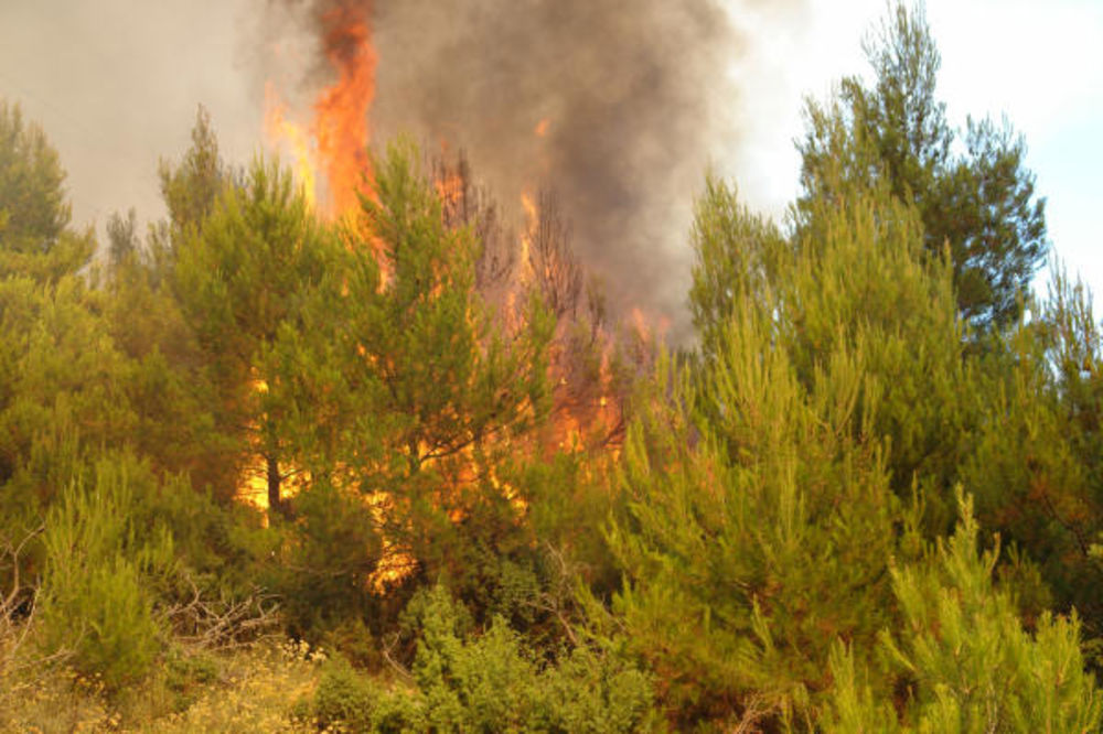 PAKLENO NA CRNOM VRHU: Požar gasi 60 vatrogasaca