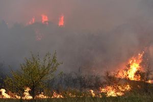 U Srbiji bukti oko 10 velikih požara, kritično na Tari