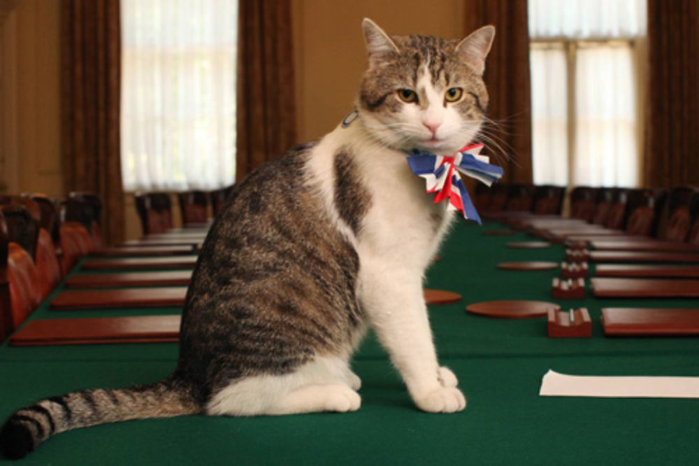 Premijerski mačak Lari ulovio prvog miša