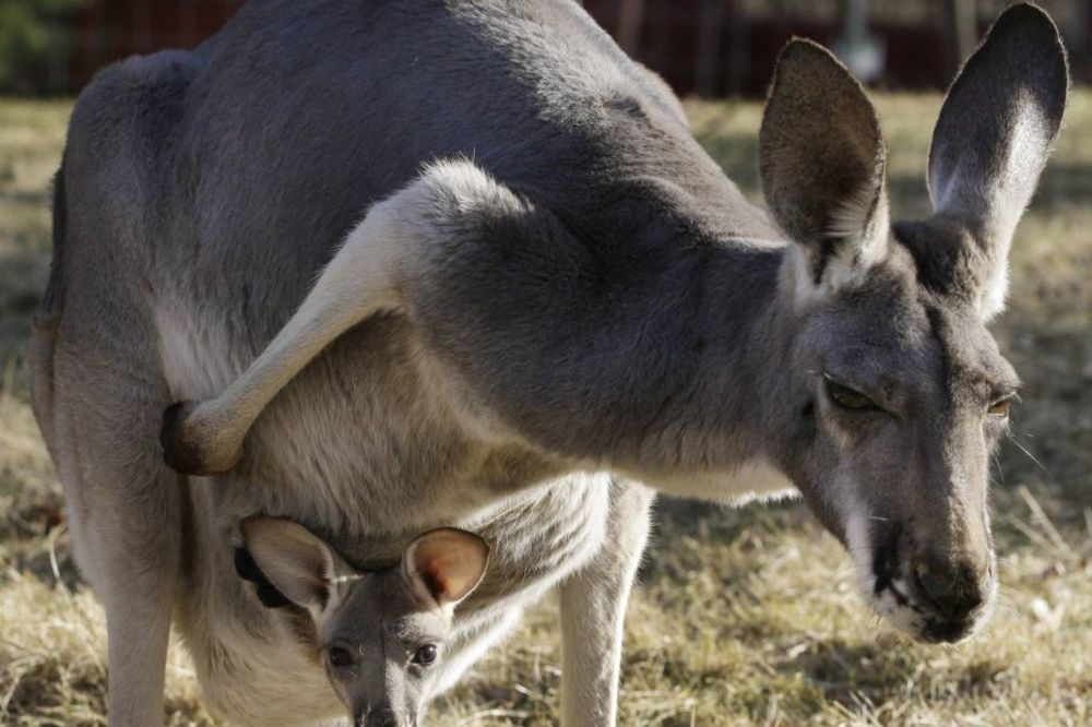 POSAO IZ SNOVA: Buđenje kengura za 13.000 evra