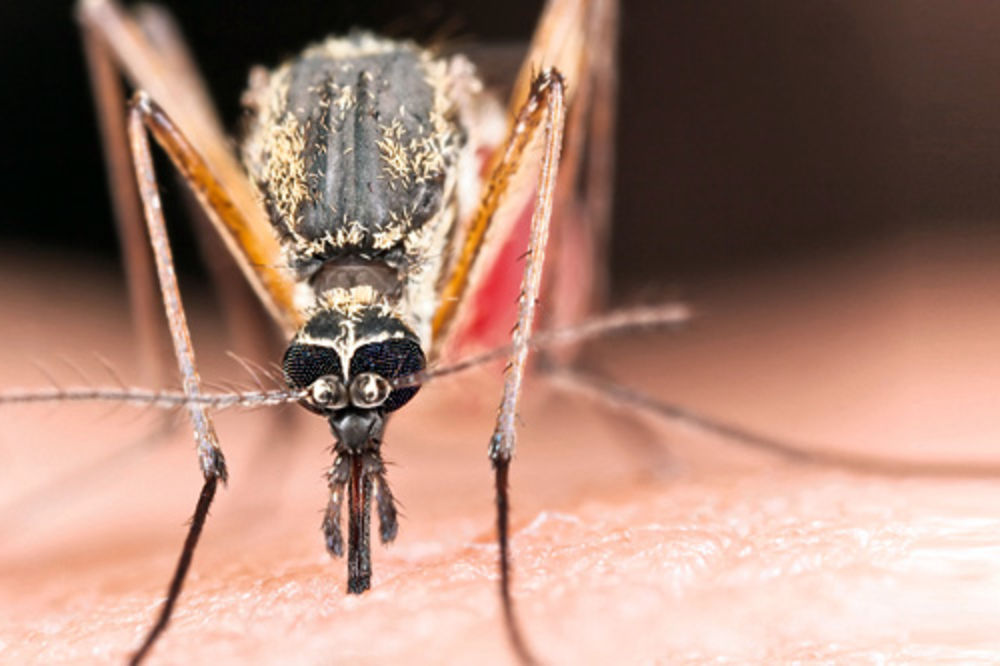 STRAVA U OSJEKU: Komarci prenose pseće gliste, ženi iz oka izvadili 8 cm dugog parazita