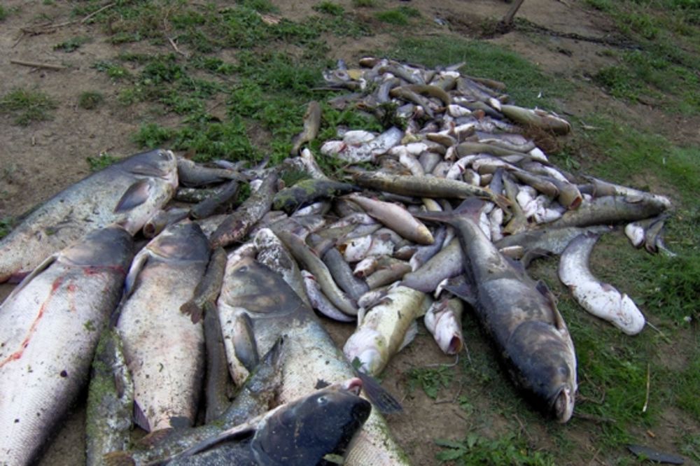 Pomor riba u Aleksandrovačkom jezeru