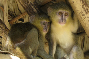Japan: Izvinjenje zbog bebe majmuna Šarlot