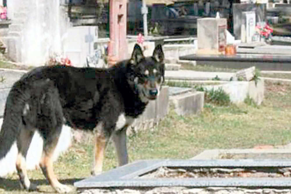Pas šest godina na grobu gazde