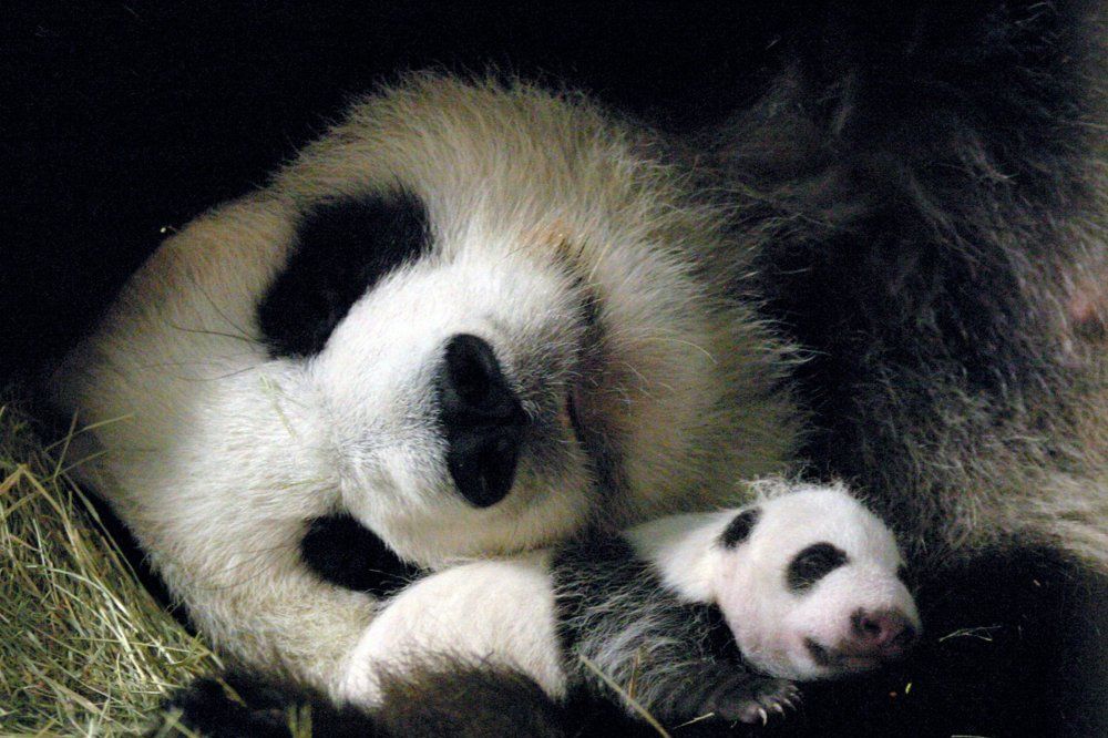 Rodila se mala panda