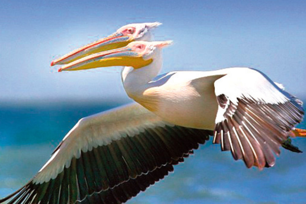 Čudo: Dvoglavi pelikan