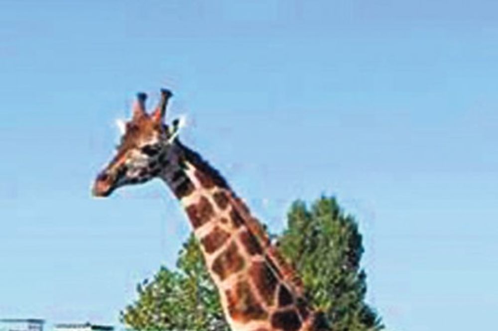 FEJSBUK ZAGONETKA: Evo zašto su žirafe na profilnim slikama