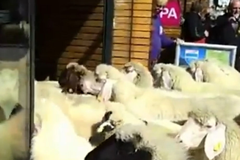 Pogledajte: Stado ovaca u prodavnici ski opreme