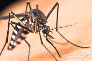 UZBUNA: Švajcarci jure komarce zbog denga groznice
