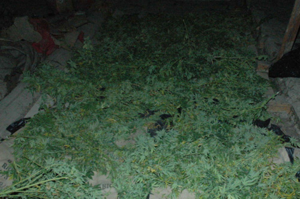 Kod Smederevaca pronađeno 9 kilograma marihuane