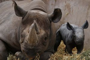 ZA ŠAKU DOLARA: Prodata dozvola za lov na ugroženog crnog nosoroga