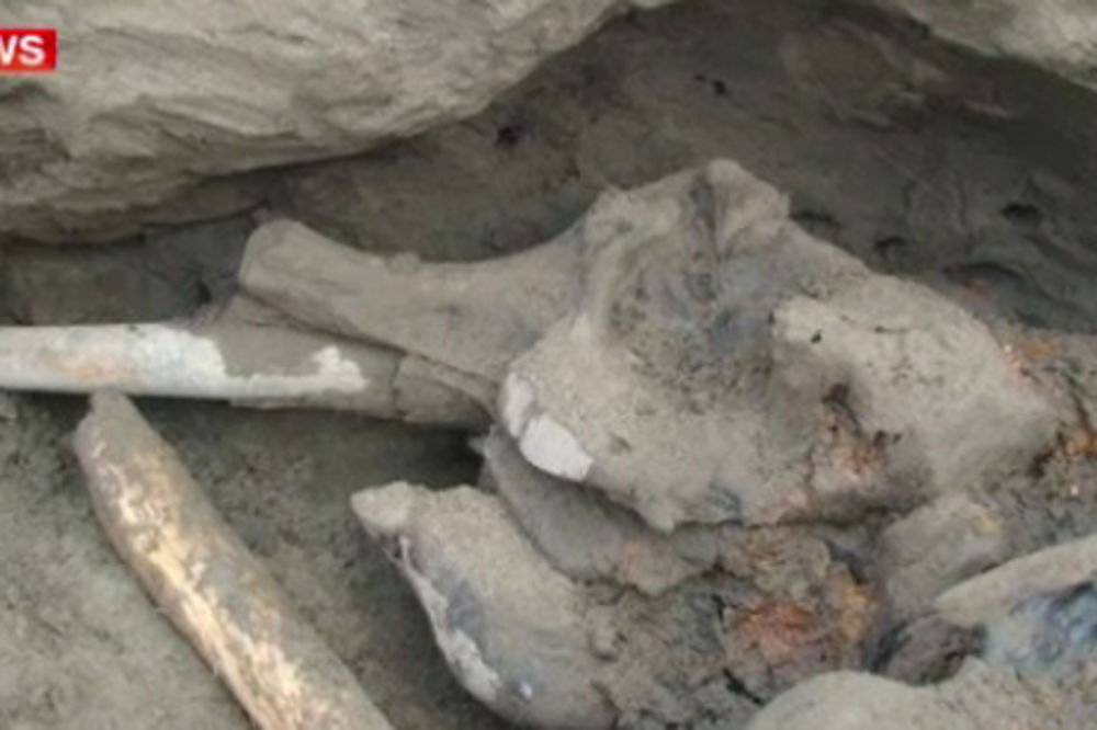 OTKRIĆE RUDARA! U Kanadi pronađeni zamrznuti ostaci mladunčeta vunastog mamuta starog više od 30 000 godina
