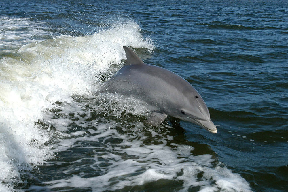 CG pomorci vežbaju sa američkim delfinima