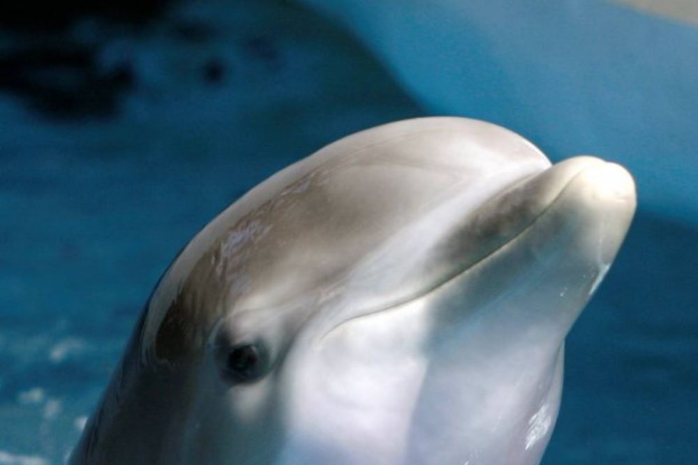 SPREMNI ZA TRENING: Borbeni delfini Krima stavljeni u službu ruske mornarice!