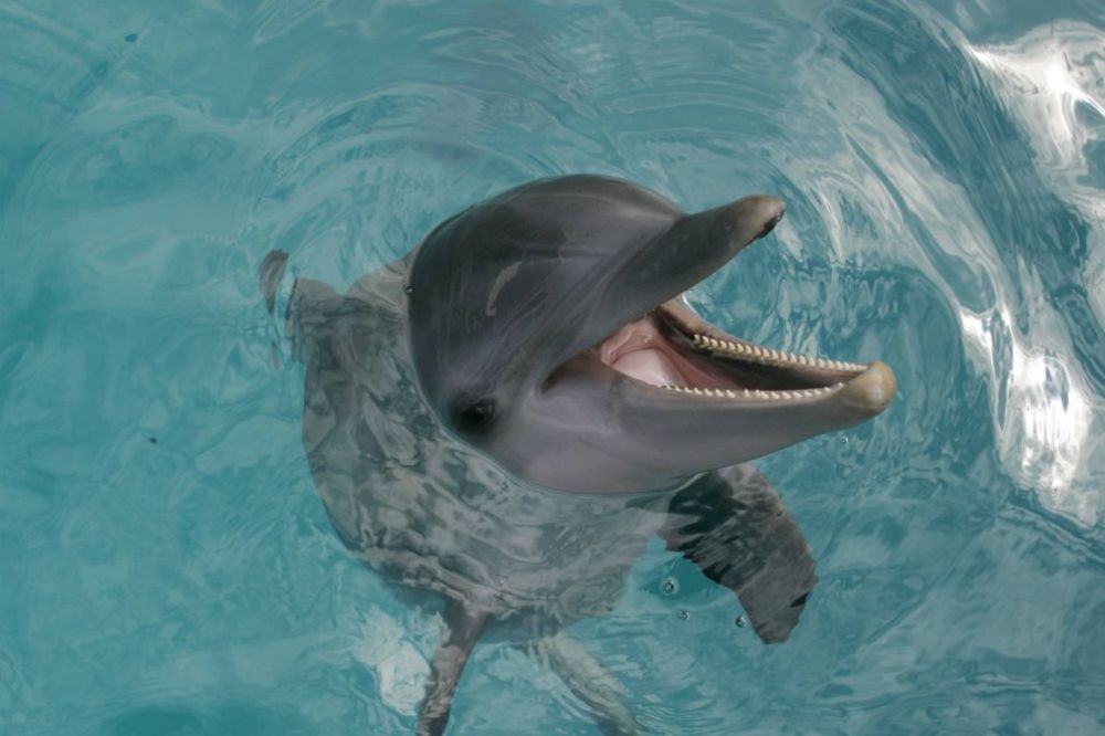 KAO LJUDI: Delfini se dozivaju po imenu