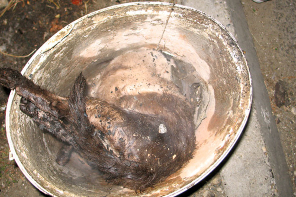 BOLESNO: Komšiji ubio i zapalio mačku