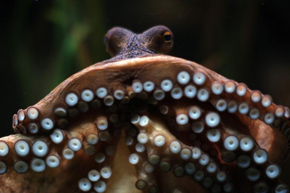 Oktopod, Hobotnica