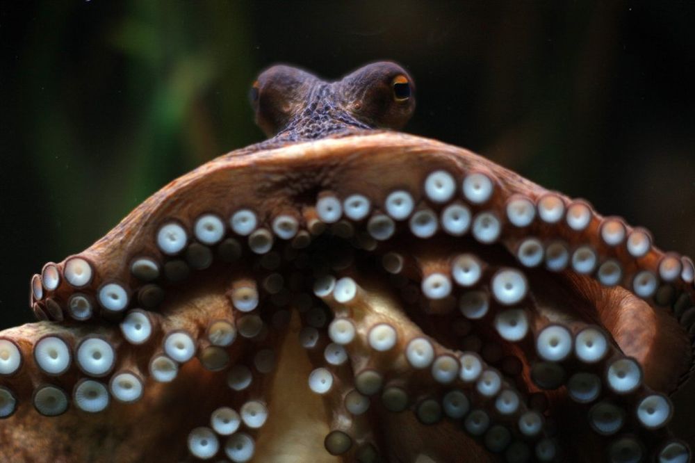 Devojku ubio živom hobotnicom