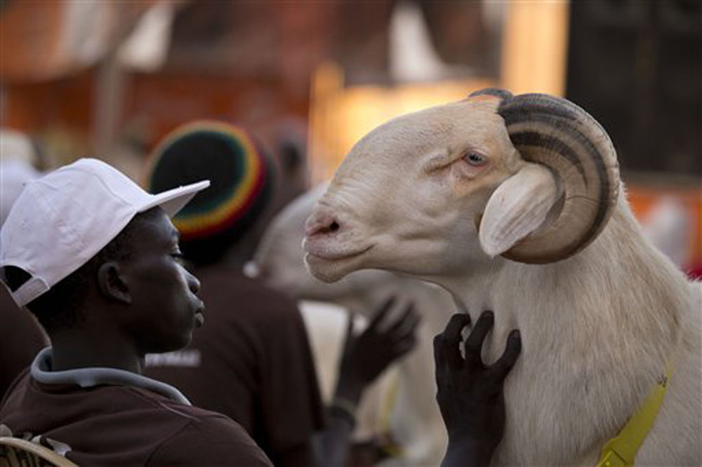 Rijaliti sa ovcama TV hit u Senegalu