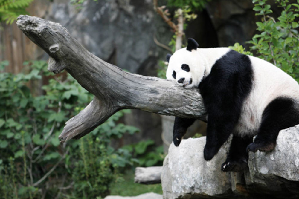 NOVI RIJALITI: Život džinovskih pandi uživo 24 časa