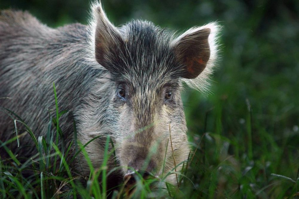 Divlje svinje zalutale u Karlovac, jednu našli u kafiću