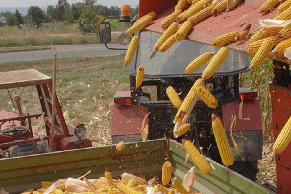 MONITORING: Ministarstvo će kontrolisati prisustvo aflatoksina