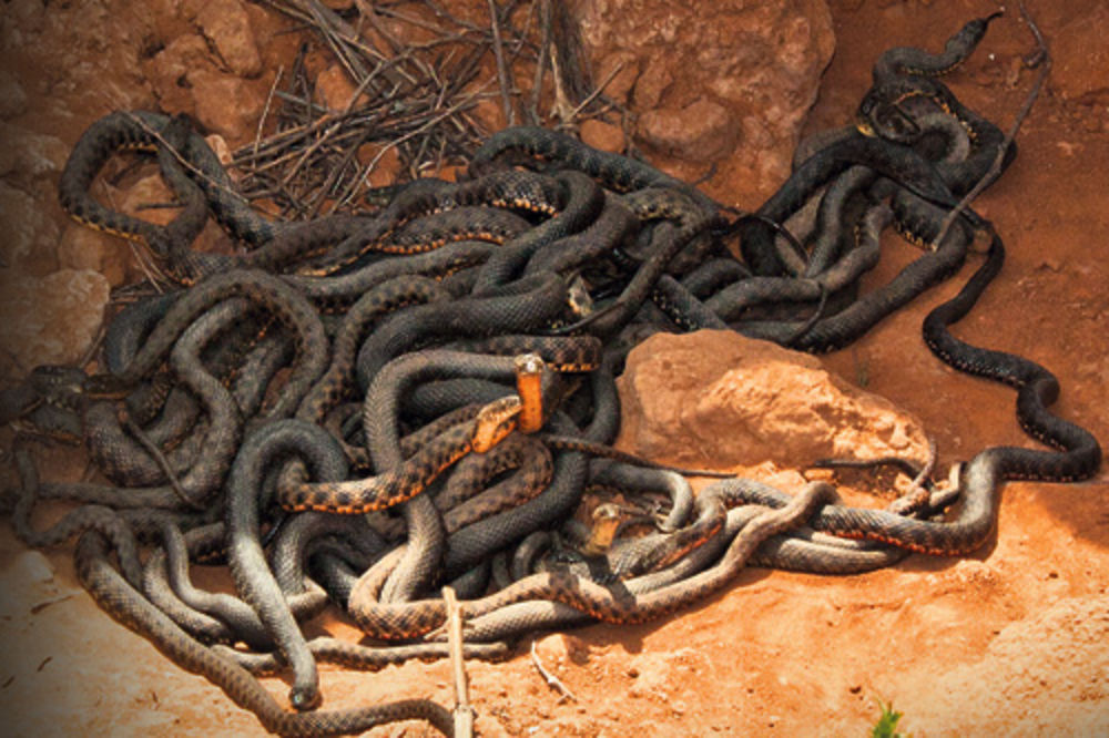 KUĆNI LJUBIMCI: Živeo sam sa 46 zmija