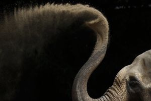 Pariz: Slon pobegao iz cirkusa i ubio čoveka