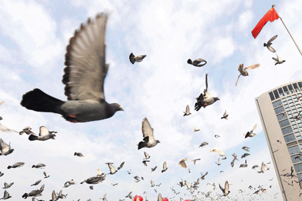 Kina: Bez ptica za vreme kongresa