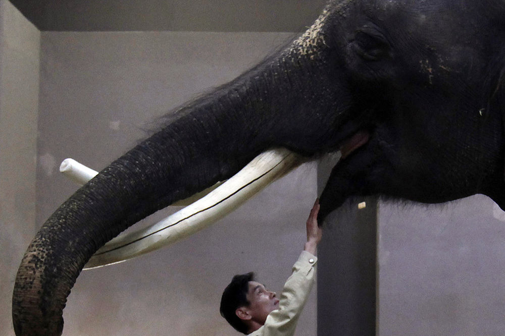 Motornom testerom prerezao kljovu slona Luja XIV