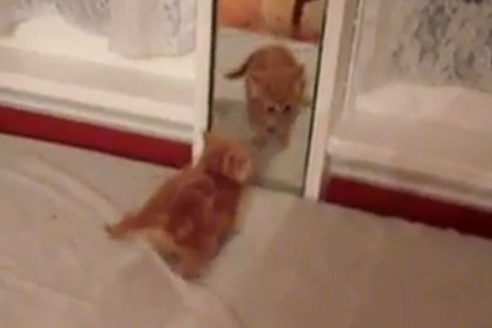 Maca se prepala sebe u ogledalu, pa se skrljala