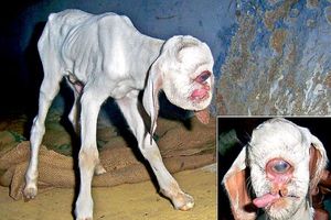 KIKLOP: Jednooka koza rođena u Indiji