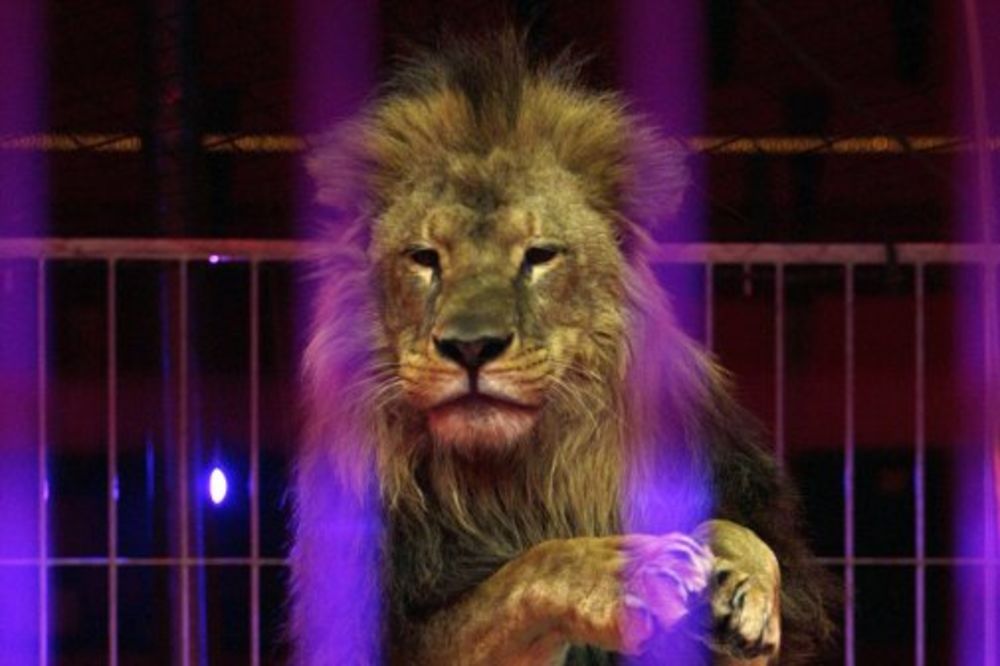 Lav pobegao iz cirkuskog kaveza u Makedoniji