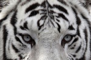 Beli tigar nosio u zubima čuvara zoo-vrta u Liberecu