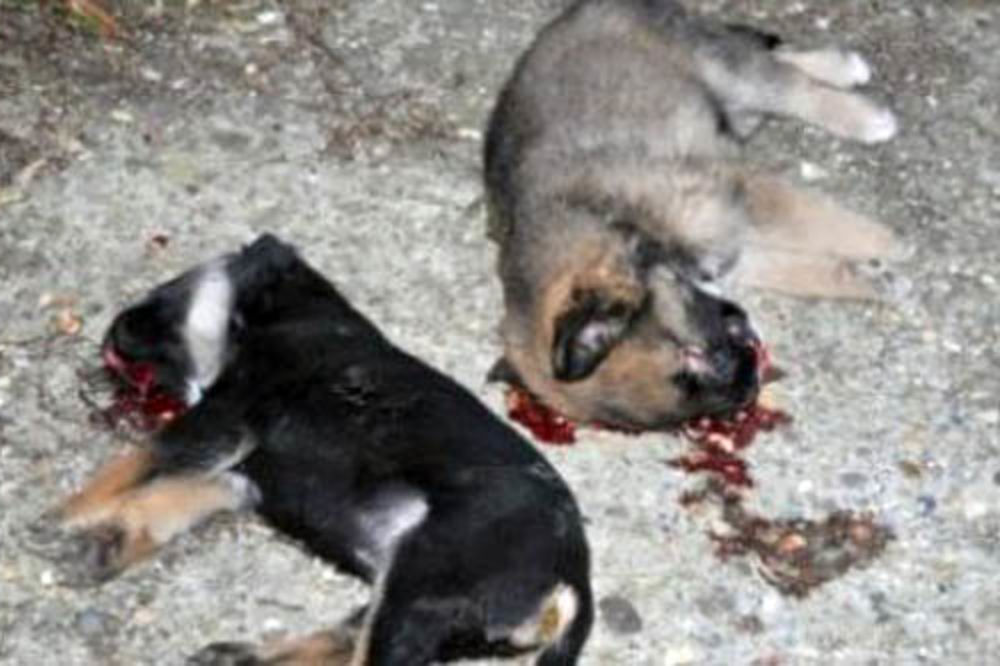 SVIREPO: Lopatom ubio četiri šteneta, Vujica V. u policiji