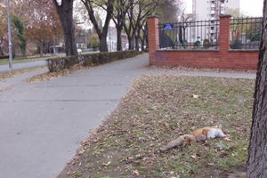 PANIKA: Mrtva lisica u Novom Sadu