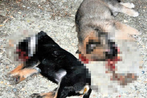 Vlasnici pasa protestovali zbog ubistva štenadi