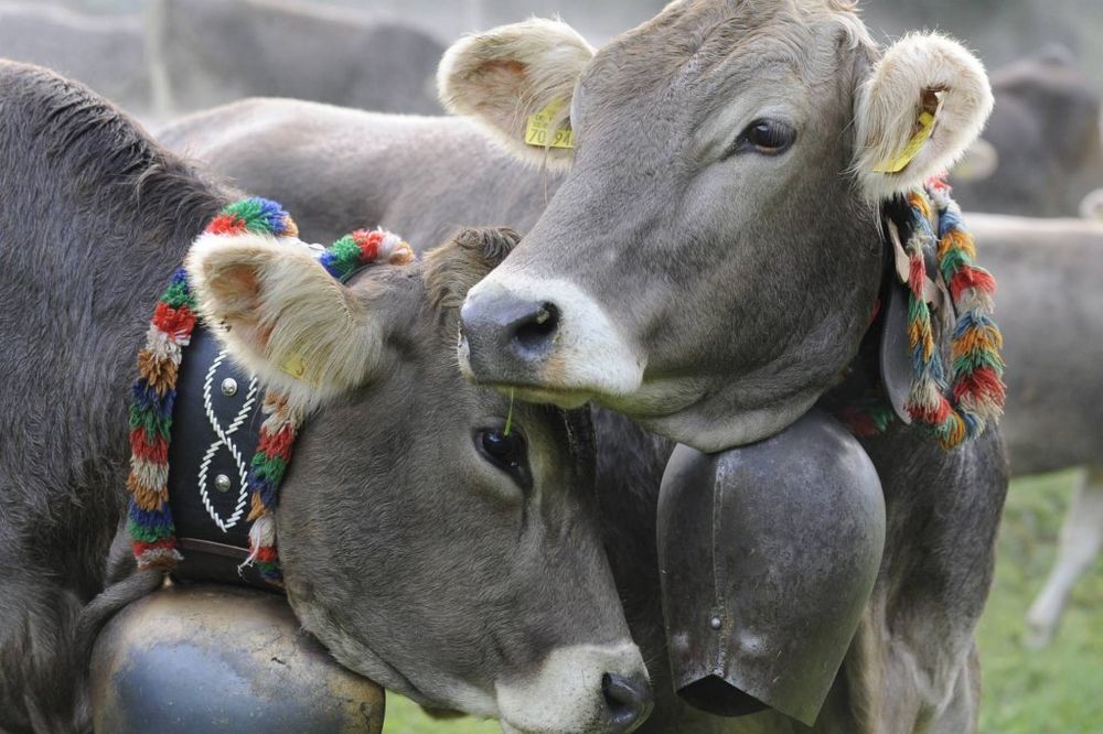 Nemačke krave dale mleka više nego ikad
