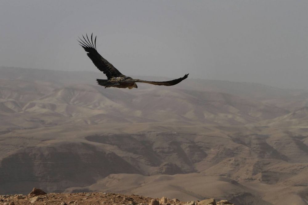 Sudanci uhvatili izraelskog orla špijuna