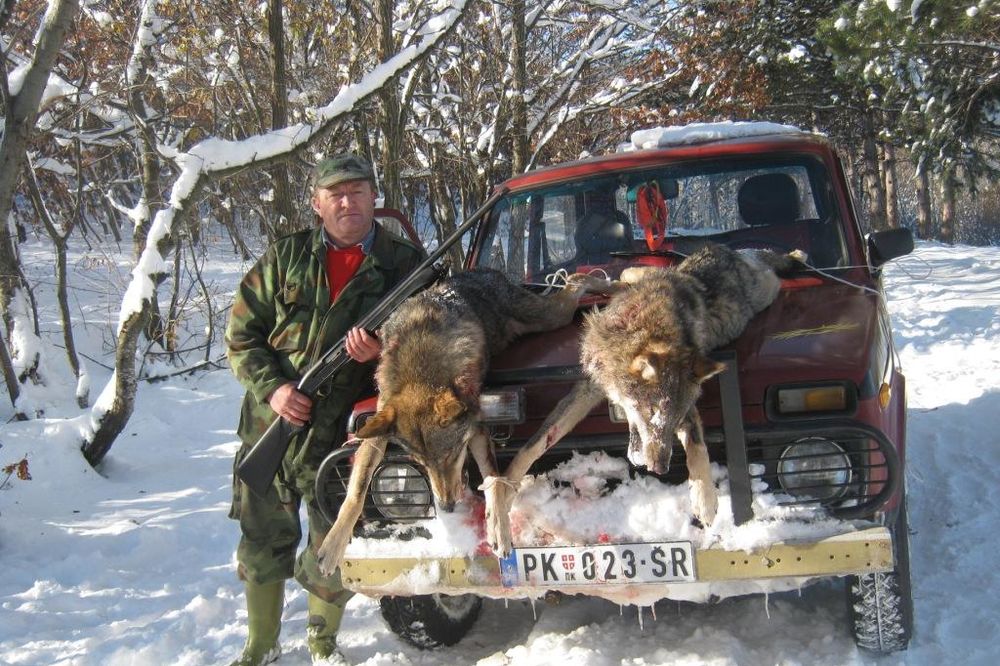 Odstreljeni vukovi koji su zaklali dve ovce