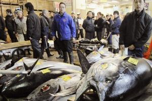Plavorepa tuna prodata za rekordnih 1,76 miliona dolara