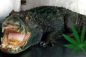 PLIŠANI MEDA: Spava sa krokodilom od 2 metra!