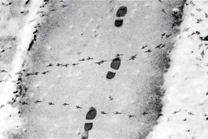 Lopove otkrili tragovi u snegu
