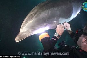 DIRLJIVO: Povređeni delfin moli za pomoć