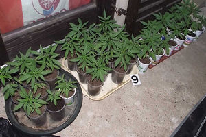 ZAPLENJENA DROGA: Zaječarac marihuanu uzgajao u podrumu!