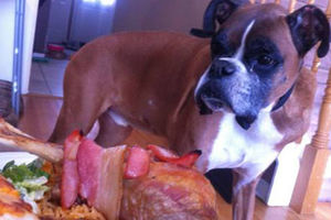 Pas oboleo od raka dobio poslednju večeru