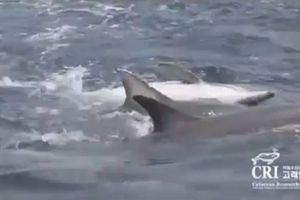 OBUČENI DA UBIJU: Delfini-ubice pobegli u Crno more!